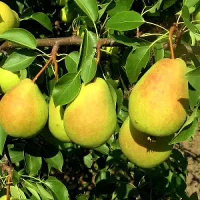 Груша ФЛЕЙТА — описание сорта Груша ФЛЕЙТА в Волгограде