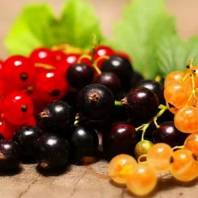 Комплект саженцев в Волгограде