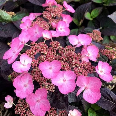 Гортензия ДАРЕДЕВИЛ пильчатая  Гортензия ДАРЕДЕВИЛ пильчатая в Волгограде