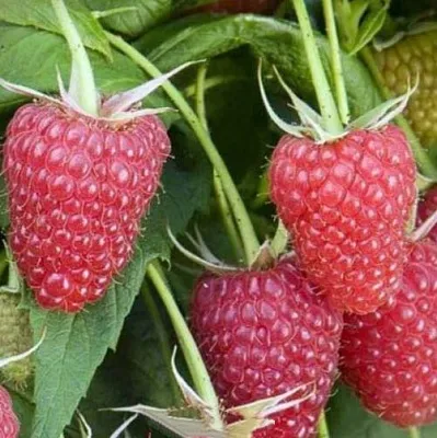 Малина ЕВРАЗИЯ  Малина ЕВРАЗИЯ в Волгограде