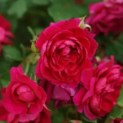 Саженцы роз КВАДРА плетистая  Саженцы роз КВАДРА плетистая в Волгограде