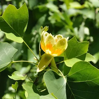 ЛИРИОДЕНДРОН тюльпанный  ЛИРИОДЕНДРОН тюльпанный в Волгограде