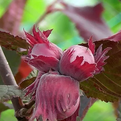 Фундук КАРДИНАЛ в Волгограде