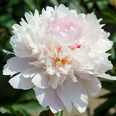 Пион АЛЕРТИ травянистый  Пион АЛЕРТИ травянистый в Волгограде