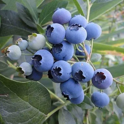 Голубика ЛЕГАЦИЯ в Волгограде