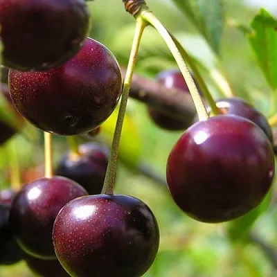 Вишня ЛИВЕНСКАЯ  Вишня ЛИВЕНСКАЯ в Волгограде