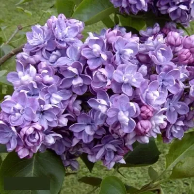 Сирень АМИ ШОТТ  Сирень АМИ ШОТТ в Волгограде