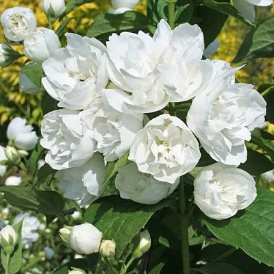 Жасмин махровый в Волгограде