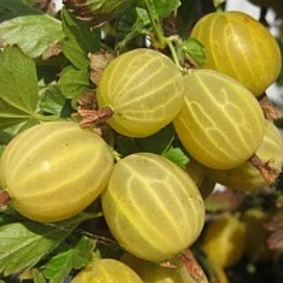 Крыжовник КУРШУ ДЗИНТАРС в Волгограде