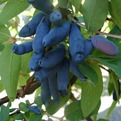 Жимолость съедобная ГОРДОСТЬ БАКЧАРА в Волгограде