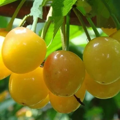 Черешня ЯНТАРНАЯ  Черешня ЯНТАРНАЯ в Волгограде