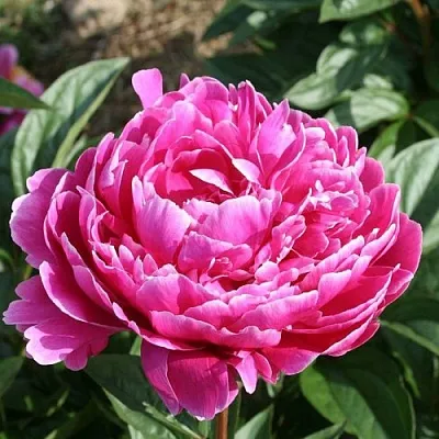 Пион СЕБАСТЬЯН МААС травянистый  Пион СЕБАСТЬЯН МААС травянистый в Волгограде