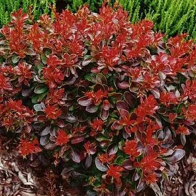 Барбарис КАРМЕН тунберга  Барбарис КАРМЕН тунберга в Волгограде