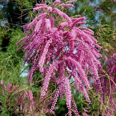 Тамарикс ПИНК КАСКАД  Тамарикс ПИНК КАСКАД в Волгограде