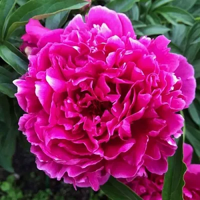 Пион КАРЛ РОЗЕНФЕЛЬД травянистый  Пион КАРЛ РОЗЕНФЕЛЬД травянистый в Волгограде