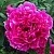 Пион КАРЛ РОЗЕНФЕЛЬД травянистый в Волгограде