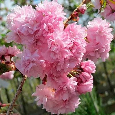 Сакура КИКУ ШИДАРЕ  Сакура КИКУ ШИДАРЕ в Волгограде