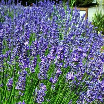 Лаванда ФЕНОМЕНАЛ узколистная  Лаванда ФЕНОМЕНАЛ узколистная в Волгограде