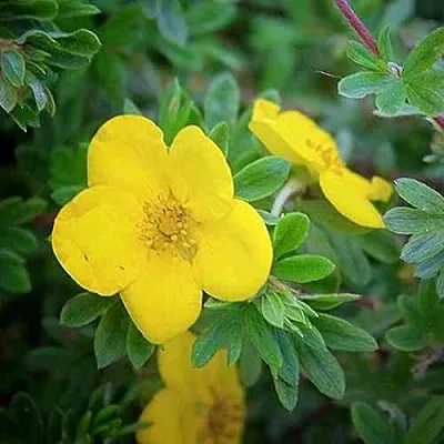 Лапчатка ГОЛДСТАР кустарниковая в Волгограде