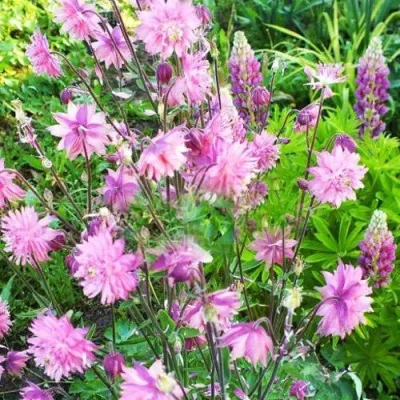 Аквилегия БАРЛОУ ПИНК гибрид МакКаны — описание сорта Аквилегия БАРЛОУ ПИНК гибрид МакКаны в Волгограде