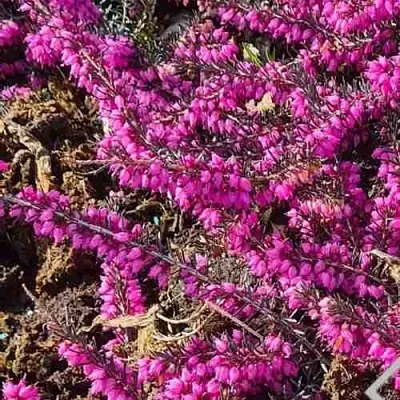 ЭРИКА "АЛЬПИЙСКИЙ ВЕРЕСК" (зимующая) сорт АТРОРУБРА  ЭРИКА "АЛЬПИЙСКИЙ ВЕРЕСК" (зимующая) сорт АТРОРУБРА в Волгограде