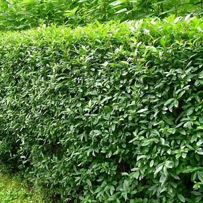 Бирючина обыкновенная  Бирючина обыкновенная в Волгограде