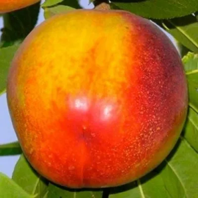 Нектарин ХАРБЛЕЙЗ — описание сорта Нектарин ХАРБЛЕЙЗ в Волгограде