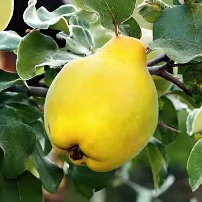 Айва МИР в Волгограде