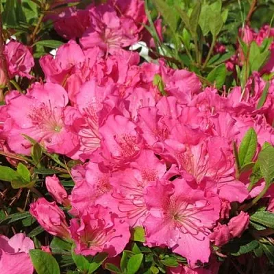 Азалия КИРСТИН японская  Азалия КИРСТИН японская в Волгограде