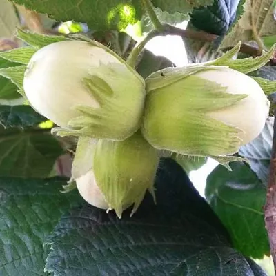 Фундук ЮННАТ в Волгограде