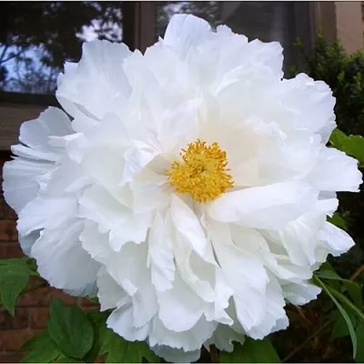 Пион БЕЛЫЙ НЕФРИТ древовидный в Волгограде