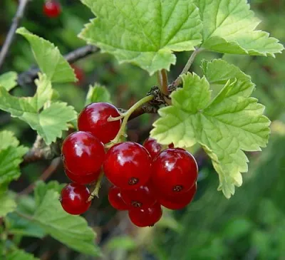 Смородина альпийская ШМИДТ в Волгограде