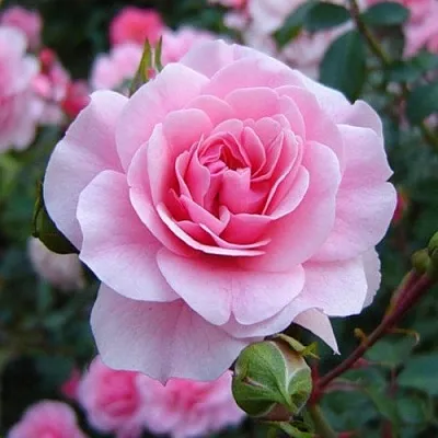 Саженцы роз БОНИКА флорибунда  Саженцы роз БОНИКА флорибунда в Волгограде