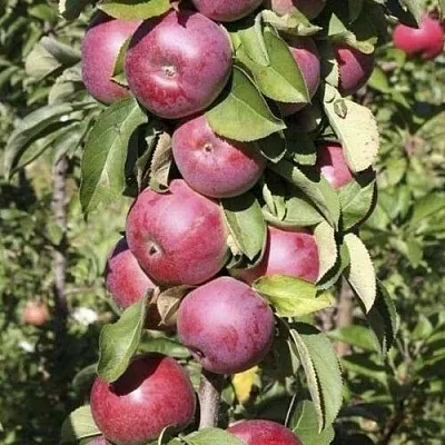 Яблоня ЕСЕНИЯ колонновидная в Волгограде