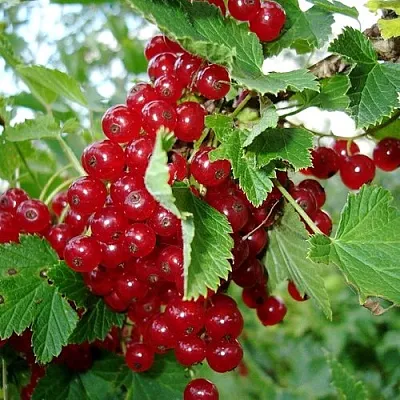 Смородина красная ГОЛЛАНДСКАЯ КРАСНАЯ  Смородина красная ГОЛЛАНДСКАЯ КРАСНАЯ в Волгограде