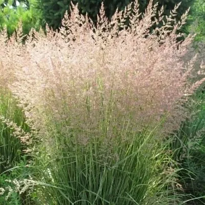 Вейник ОВЕРДАМ остроцветковый в Волгограде