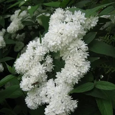 Дейция КАНДИДИССИМА шершавая  Дейция КАНДИДИССИМА шершавая в Волгограде