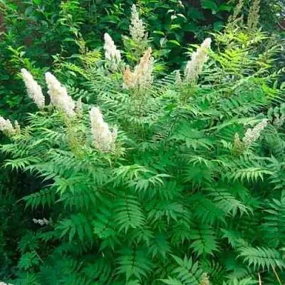 Рябинник рябинолистный СЭМ  Рябинник рябинолистный СЭМ в Волгограде