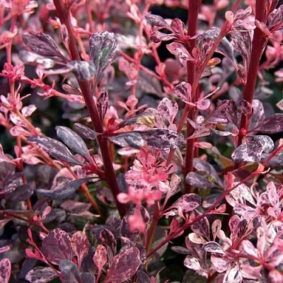 Барбарис АРЛЕКИН тунберга  Барбарис АРЛЕКИН тунберга в Волгограде