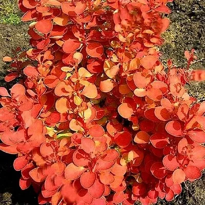 Барбарис ОРАНЖ ФАЙЕР тунберга  Барбарис ОРАНЖ ФАЙЕР тунберга в Волгограде