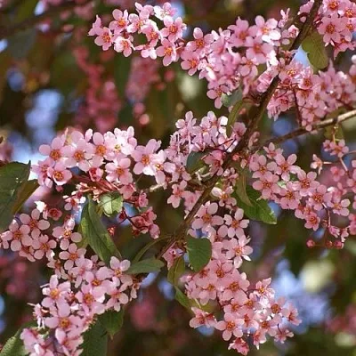 Черемуха КОЛОРАТА  Черемуха КОЛОРАТА в Волгограде