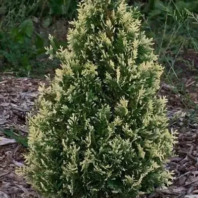 Туя БРАБАНТ ВАРИЕГАТТА западная  Туя БРАБАНТ ВАРИЕГАТТА западная в Волгограде