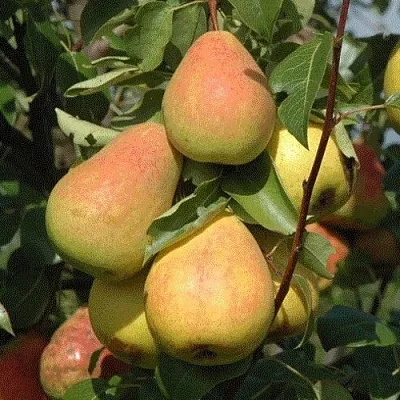Груша СЕВЕРЯНКА  Груша СЕВЕРЯНКА в Волгограде