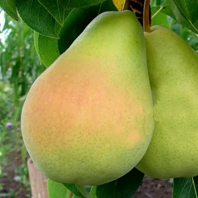 Груша ВИКТОРИЯ  Груша ВИКТОРИЯ в Волгограде