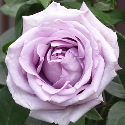 Саженцы роз ИНДИГОЛЕТТА плетистая  Саженцы роз ИНДИГОЛЕТТА плетистая в Волгограде