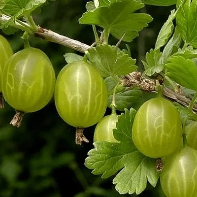 Крыжовник УРАЛЬСКИЙ БЕСШИПНЫЙ в Волгограде