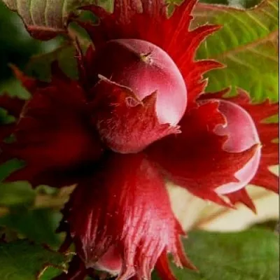 Фундук БАГРЯНЕЦ в Волгограде