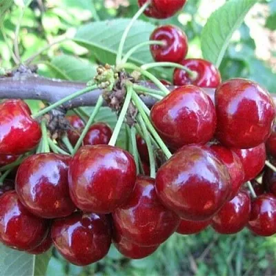 Вишня ДЕСЕРТНАЯ МОРОЗОВОЙ  Вишня ДЕСЕРТНАЯ МОРОЗОВОЙ в Волгограде