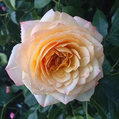 Саженцы роз АБЕЙ ДЕ СЕНТ-АМАН шраб  Саженцы роз АБЕЙ ДЕ СЕНТ-АМАН шраб в Волгограде