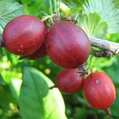 Крыжовник ЩЕДРЫЙ в Волгограде